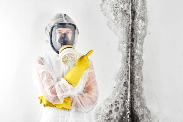 Why You Should Choose Our Mold Remediation Services in South Nyack, NY